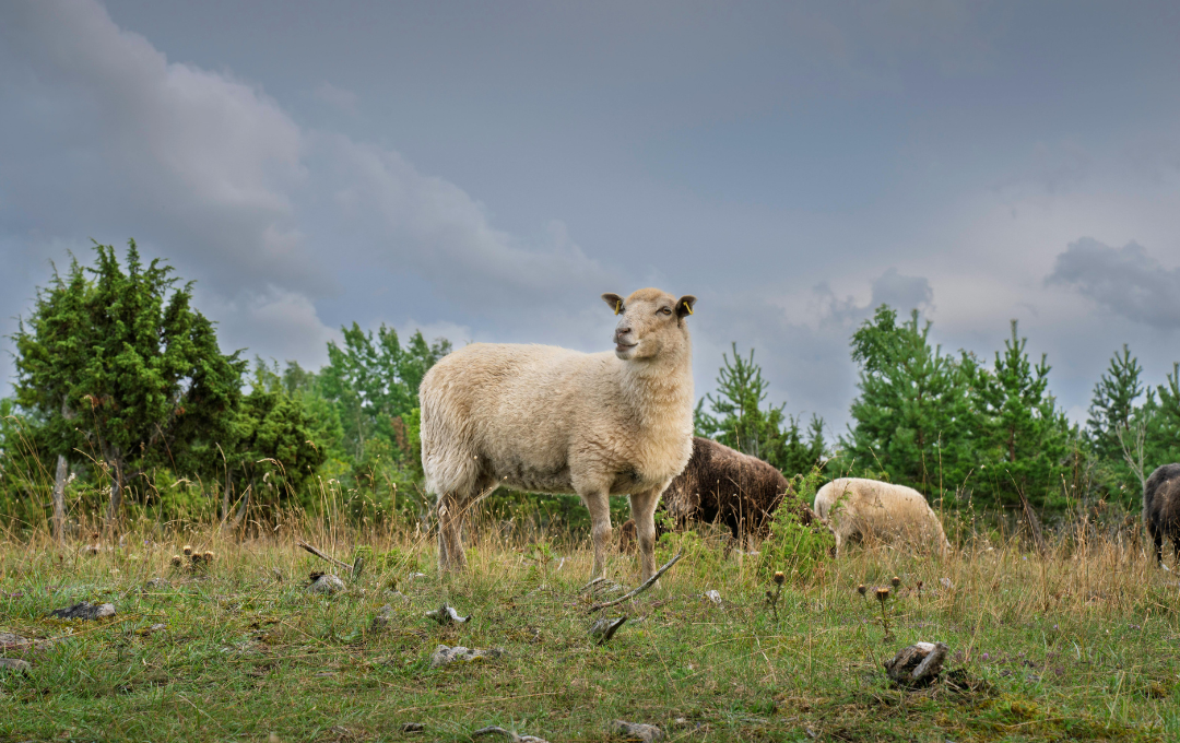 KODULEHE pildid - 2025-10-15T204016.301