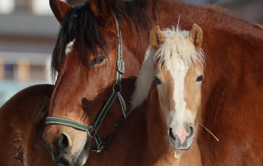 Ski training camp new 2